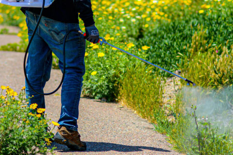 Mosquito Control
