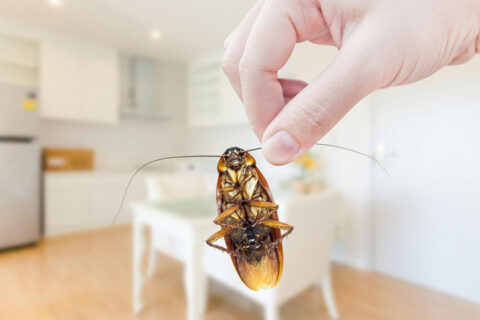 Cockroach Control