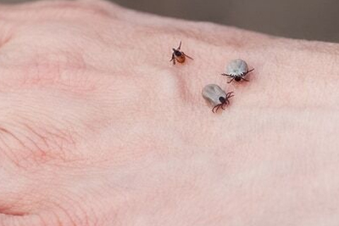 Tick & Flea Treatment