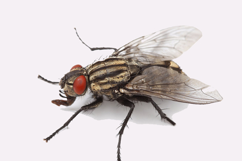 Fly Control Treatment