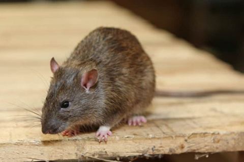 Rodent Control