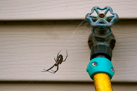 Spider Control