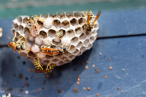 Wasp & Bee Removal